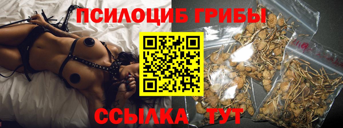 Псилоцибиновые грибы Psilocybine cubensis Тихвин